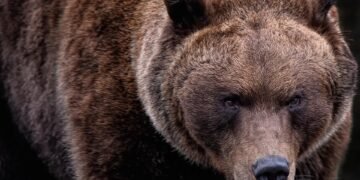 Survival Instincts: Strategies for Defending Against Black Bear and Grizzly Attacks