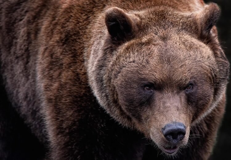 Survival Instincts: Strategies for Defending Against Black Bear and Grizzly Attacks