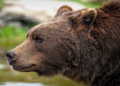 The Ultimate Showdown: Black Bear vs Grizzly – Defending Against Nature’s Giants
