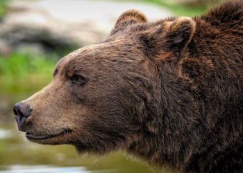 The Ultimate Showdown: Black Bear vs Grizzly – Defending Against Nature’s Giants