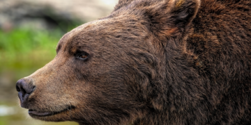 The Ultimate Showdown: Black Bear vs Grizzly – Defending Against Nature’s Giants
