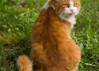 Unseen Predators: Recognizing the Signs of Stalking Wild Cats