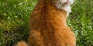 Unseen Predators: Recognizing the Signs of Stalking Wild Cats