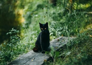 Defending Against the Roar: Strategies to Survive a Big Cat Attack