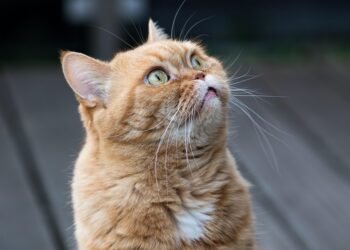 Surviving a Close Encounter: Tales of Mountain Lion Confrontation