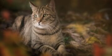 Surviving the Hunt: A Terrifying Mountain Lion Encounter