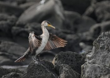 Master Your Mind: The Ultimate Guide to Staying Calm in Animal Encounters