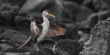Master Your Mind: The Ultimate Guide to Staying Calm in Animal Encounters