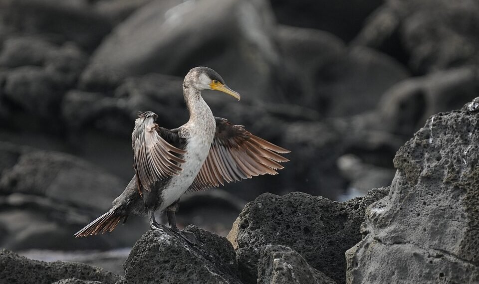 Master Your Mind: The Ultimate Guide to Staying Calm in Animal Encounters
