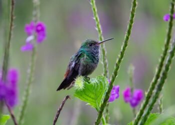 Unleashing the Beast: Recognizing the Warning Signs of Animal Aggression