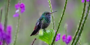 Unleashing the Beast: Recognizing the Warning Signs of Animal Aggression