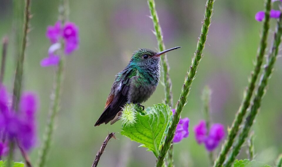 Unleashing the Beast: Recognizing the Warning Signs of Animal Aggression