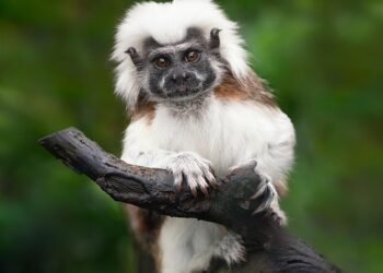 Keeping Your Cool: Expert Tips for Staying Calm in Animal Encounters