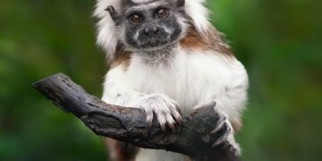 Keeping Your Cool: Expert Tips for Staying Calm in Animal Encounters