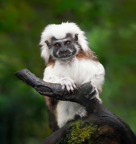 Keeping Your Cool: Expert Tips for Staying Calm in Animal Encounters