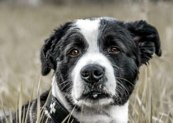 Stay Safe: Mastering Self Defense Strategies for Dealing with Stray Dogs