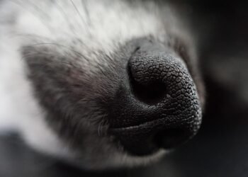 Defending Yourself: How to Stop an Aggressive Dog Attack