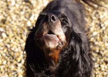 Unleash Your Defense: How to Protect Yourself Against Dog Attacks