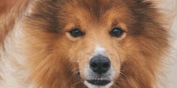 Decoding Canine Behavior: How to Spot the Signs of a Potential Dog Attack