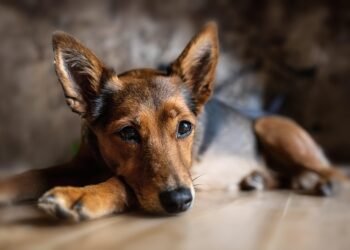 Survival Guide: Outsmarting Animal Attacks