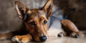 Survival Guide: Outsmarting Animal Attacks