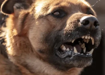 Survival Tactics: Mastering Self-Defense Against Nature’s Most Ferocious Predators