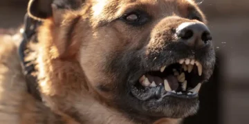 Survival Tactics: Mastering Self-Defense Against Nature’s Most Ferocious Predators