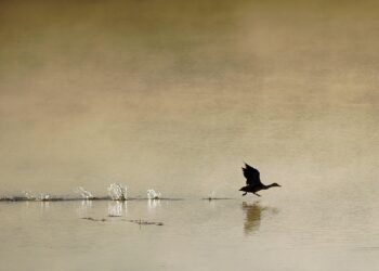 Keeping Your Peace: A Guide to Scaring off Aggressive Birds