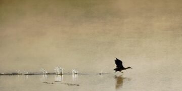 Keeping Your Peace: A Guide to Scaring off Aggressive Birds