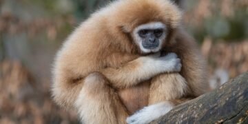 Survival Guide: Escaping a Wild Boar Encounter