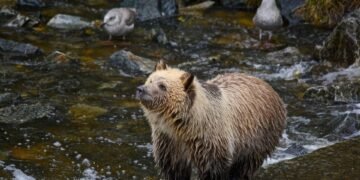 Bear Essentials: 10 Tips for Surviving a Close Encounter with Nature’s Apex Predator