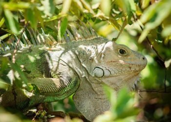 Decoding Danger: The Signs of an Impending Animal Attack