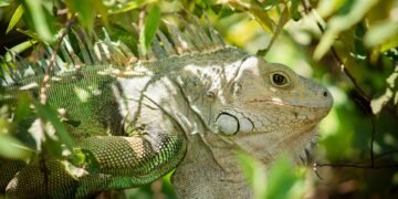 Decoding Danger: The Signs of an Impending Animal Attack