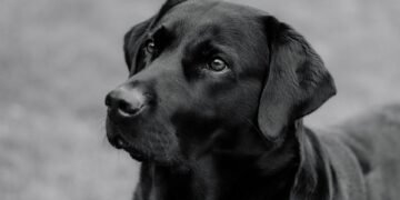 Stay Safe and Secure: How to Defend Against a Dog Attack