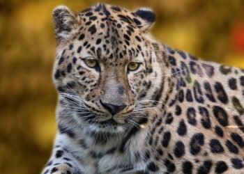 Empowering Encounters: The Art of Unarmed Animal Defense