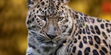 Empowering Encounters: The Art of Unarmed Animal Defense