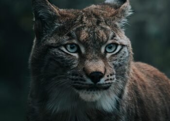 Survival Instinct: Mastering Self Defense Against Wild Predators