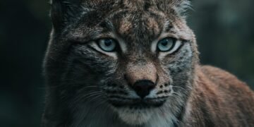 Survival Instinct: Mastering Self Defense Against Wild Predators