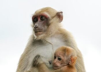 Survival Strategies: Defending Against a Monkey Attack