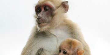 Survival Strategies: Defending Against a Monkey Attack