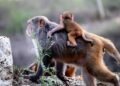 Stay Safe: Monkey Attack Prevention Tips to Keep You Out of Harm’s Way