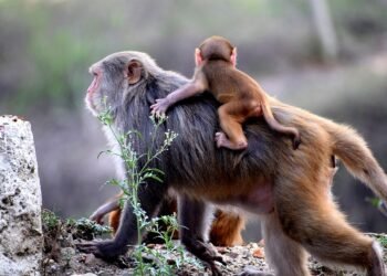 Stay Safe: Monkey Attack Prevention Tips to Keep You Out of Harm’s Way