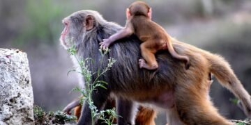 Stay Safe: Monkey Attack Prevention Tips to Keep You Out of Harm’s Way