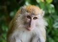Monkey Kingdom: Conquering the Wild for Survival