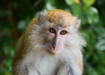 Monkey Kingdom: Conquering the Wild for Survival