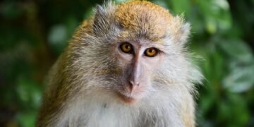 Monkey Kingdom: Conquering the Wild for Survival