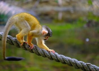 Surviving the Wild: Essential Tactics to Defend Against a Monkey Attack