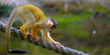 Surviving the Wild: Essential Tactics to Defend Against a Monkey Attack