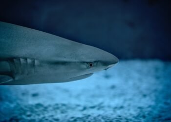 Surviving the Jaws of Death: A Guide to Escaping a Shark Attack