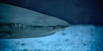 Surviving the Jaws of Death: A Guide to Escaping a Shark Attack